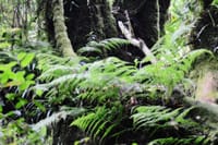 Doi Inthanon National Park Private Tour 2
