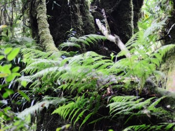 Doi Inthanon National Park Private Tour