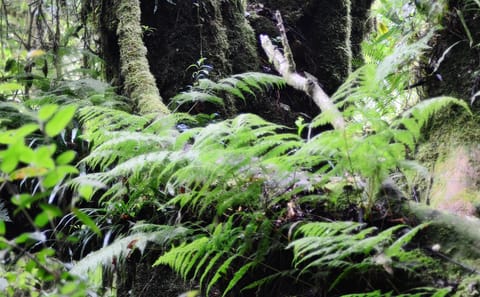 Private Day Trip to Doi Inthanon National Park from Ban Luang