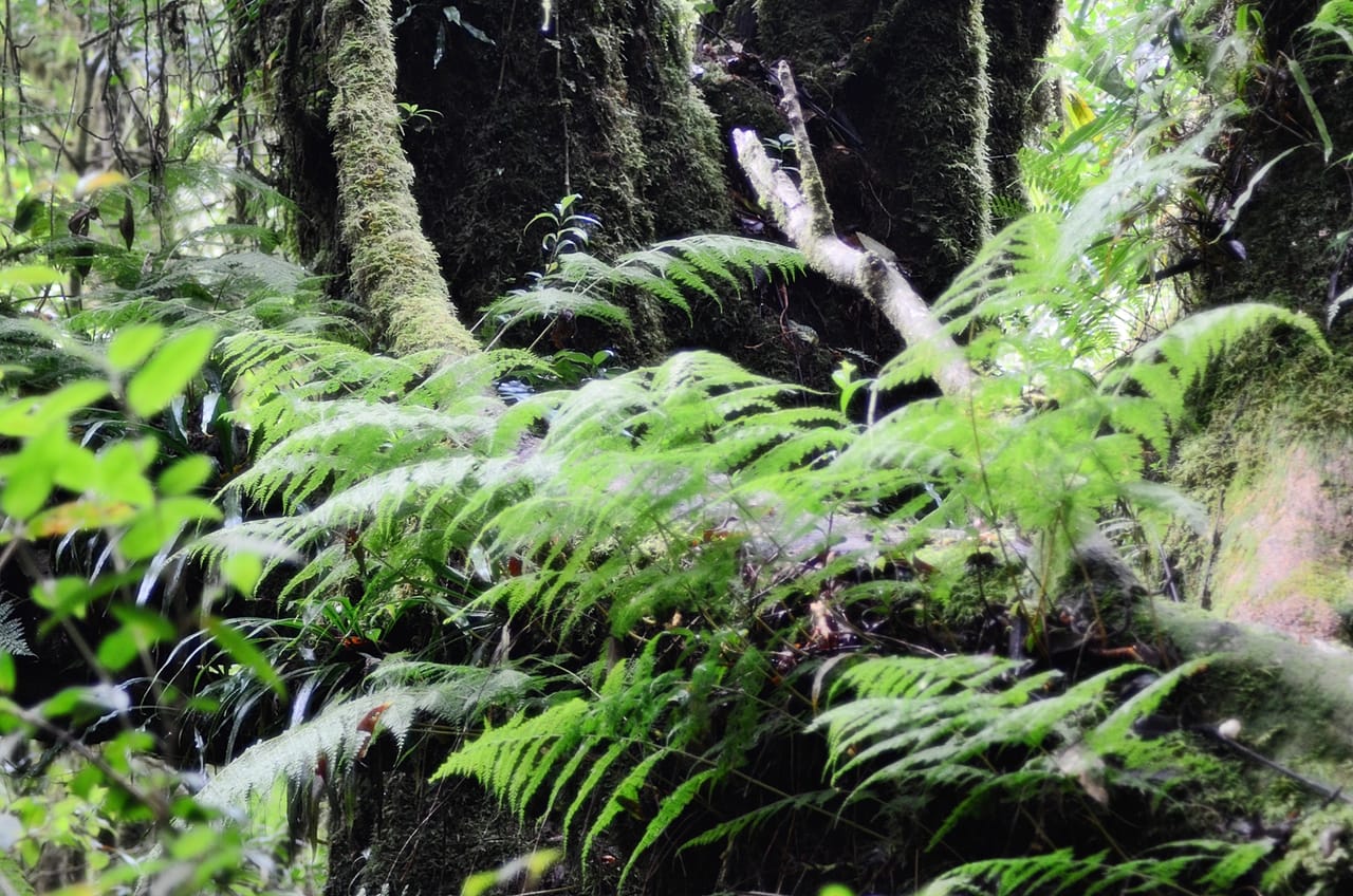 Doi Inthanon National Park Private Tour 2
