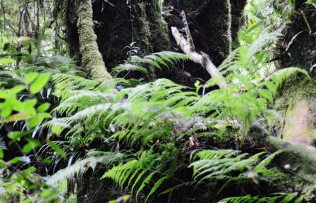 Private Day Trip to Doi Inthanon National Park from Ban Luang