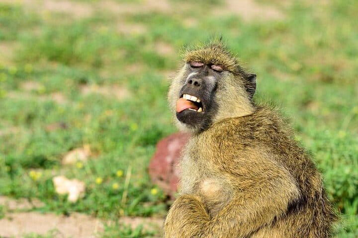 7-Day Private Uganda Chimpanzees and Gorilla Trek Tour from Entebbe