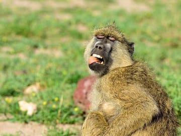 Private 7-Day Gorilla and Chimpanzee Trekking Tour in Uganda
