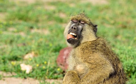 Private 7-Day Gorilla and Chimpanzee Trekking Tour in Uganda