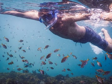 Snorkeler surrounded by Mado fish