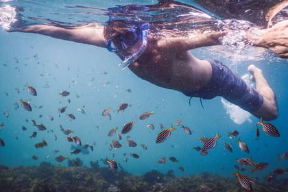 Private Snorkeling Tour In Sydney’s Marine Reserve