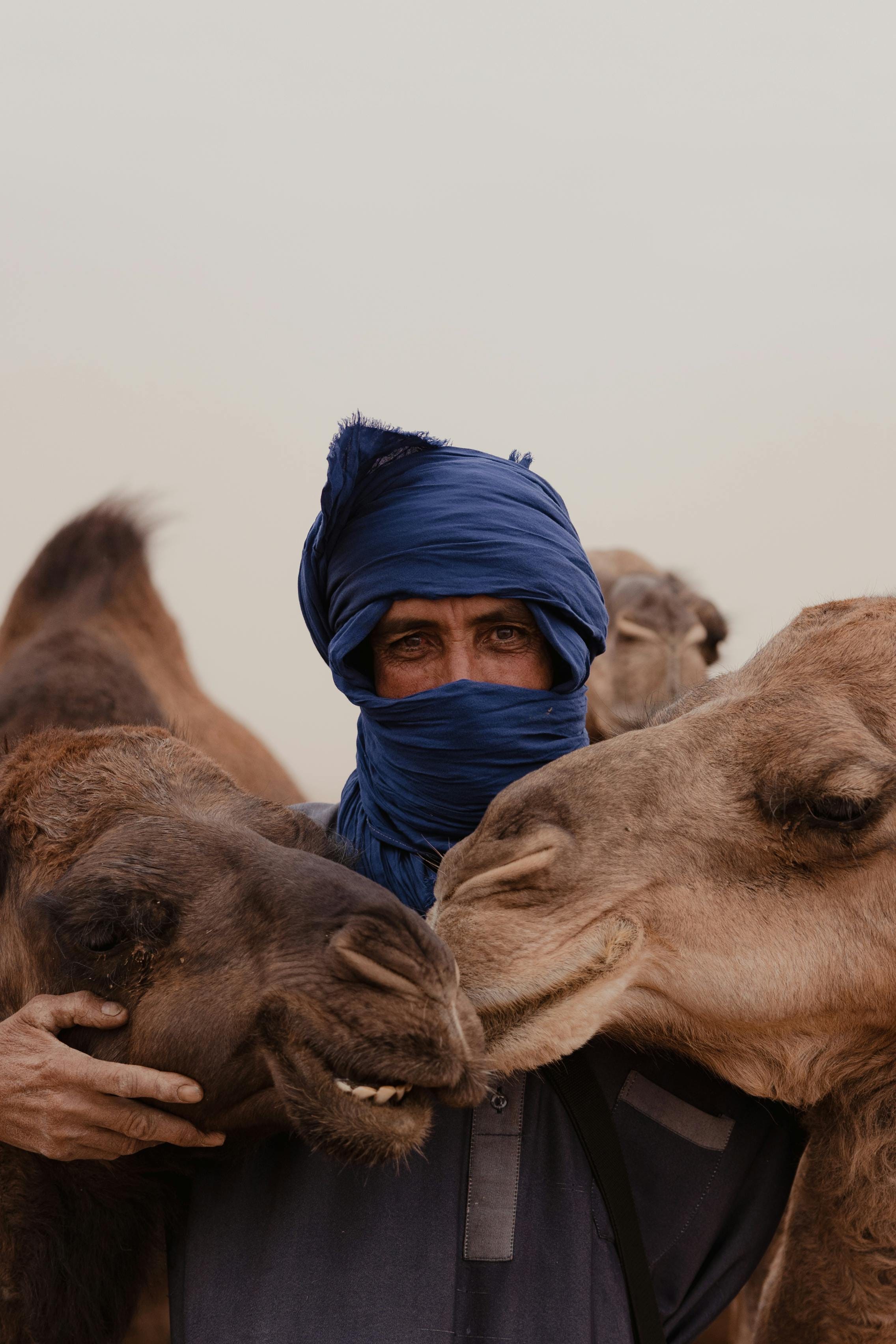 Marrakech camel ride in the palm grove