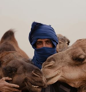 Marrakech camel ride in the palm grove