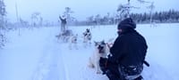 Husky Wild Running 4