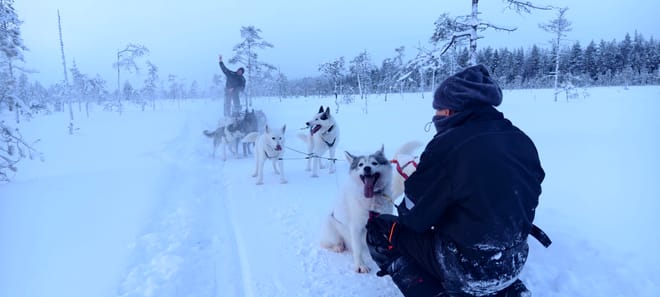 Husky Wild Running photo 4