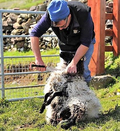 Visit a working sheep farm with sheepdog demo. Galway. Guided. 6