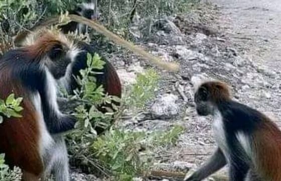 Zanzibar Jozani Forest, Salaam Cave Turtles & The Rock Restaurant