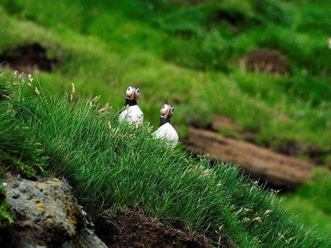 Eyjascooter Puffin Tour in Iceland, photo 4
