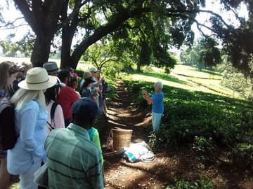 Kiambethu Tea Farm Tour with Lunch from Nairobi