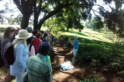 Full-Day Kiambethu Tea Farm Tour From Nairobi with Lunch