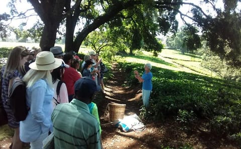 Kiambethu Tea Farm Tour with Lunch from Nairobi