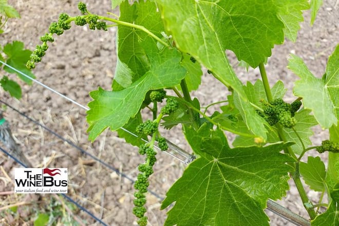 Aglianico baby grapes