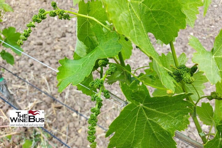 Aglianico baby grapes