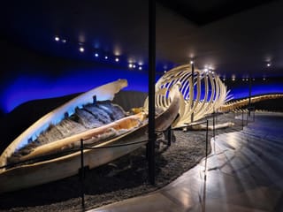 Húsavík Whale Museum Ticket, photo 9