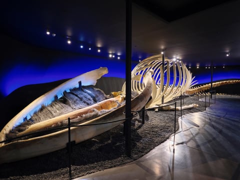 Húsavík Whale Museum Ticket, photo 9
