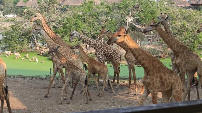 3-Day Maasai Mara Camping Safari 9
