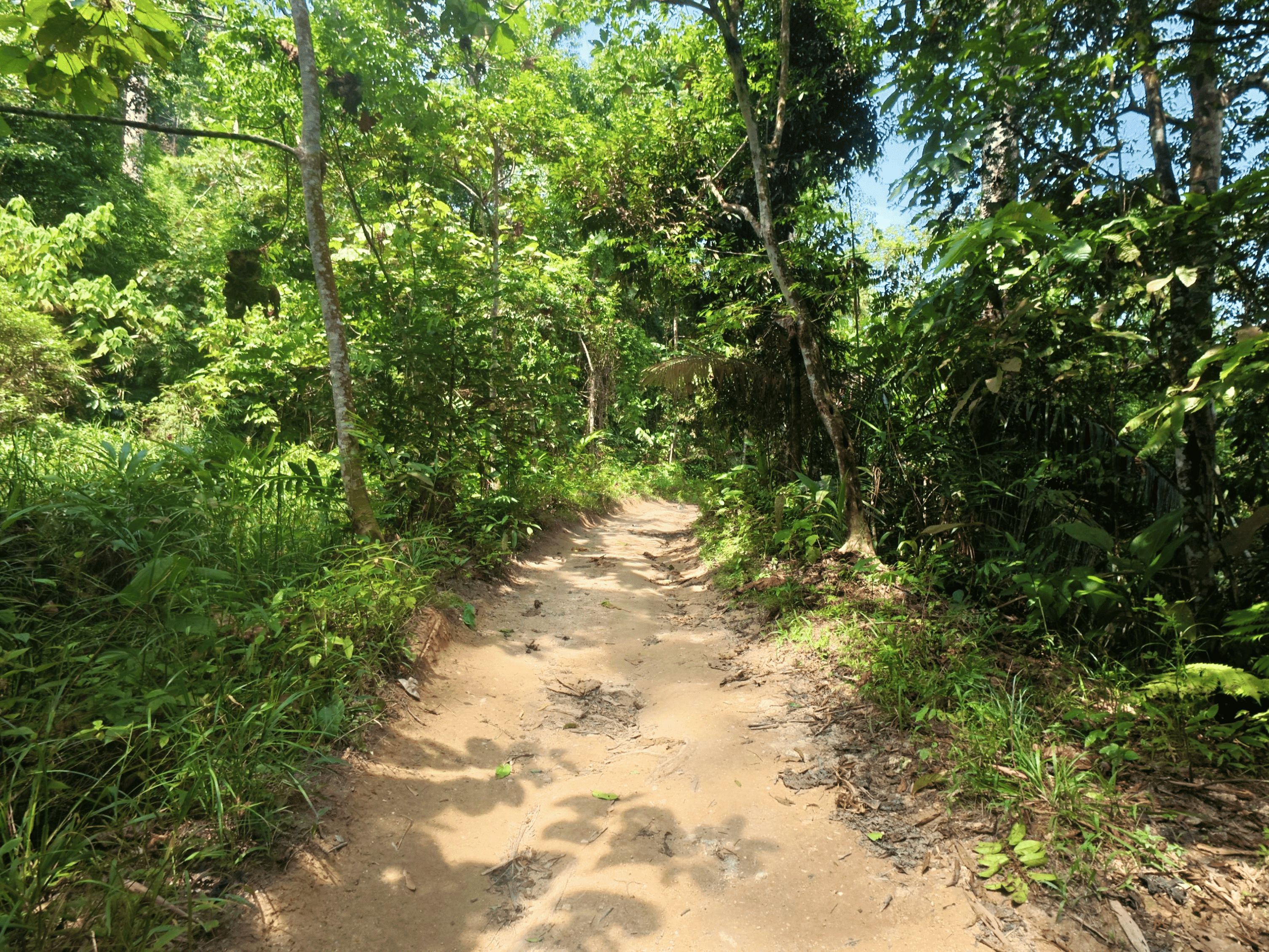 Dirt hiking trail winding through a dense, green rainforest, leading to Jeram Kubang Gajah
