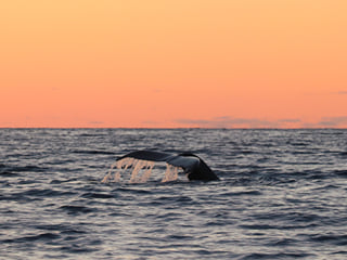 Midnight Sun Whale Watching, photo 10