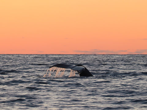 Midnight Sun Whale Watching, photo 10