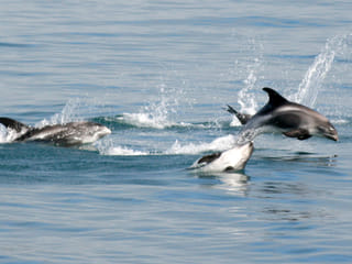 Whale Watching and Northern Lights from Reykjavík, photo 9