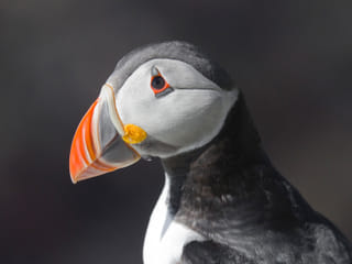 Puffin Watching Yacht Cruise from Downtown Reykjavík – Small Group Experience, photo 14
