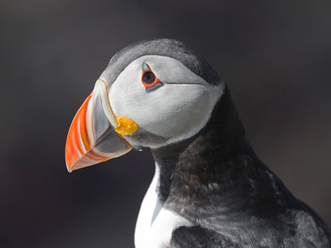 Puffin Watching Yacht Cruise from Downtown Reykjavík – Small Group Experience, photo 14