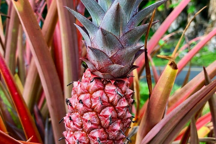 Private Big Island: History & Local Market Tour (Up to 12)