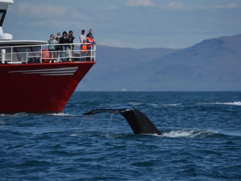 Whales & Lava Show, photo 2
