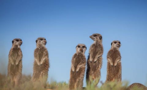 12-Day Cape Town, Kruger Park and Garden Route Tour