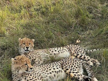 Maasai Mara Day Trip