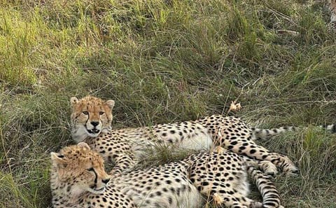 Maasai Mara Day Trip