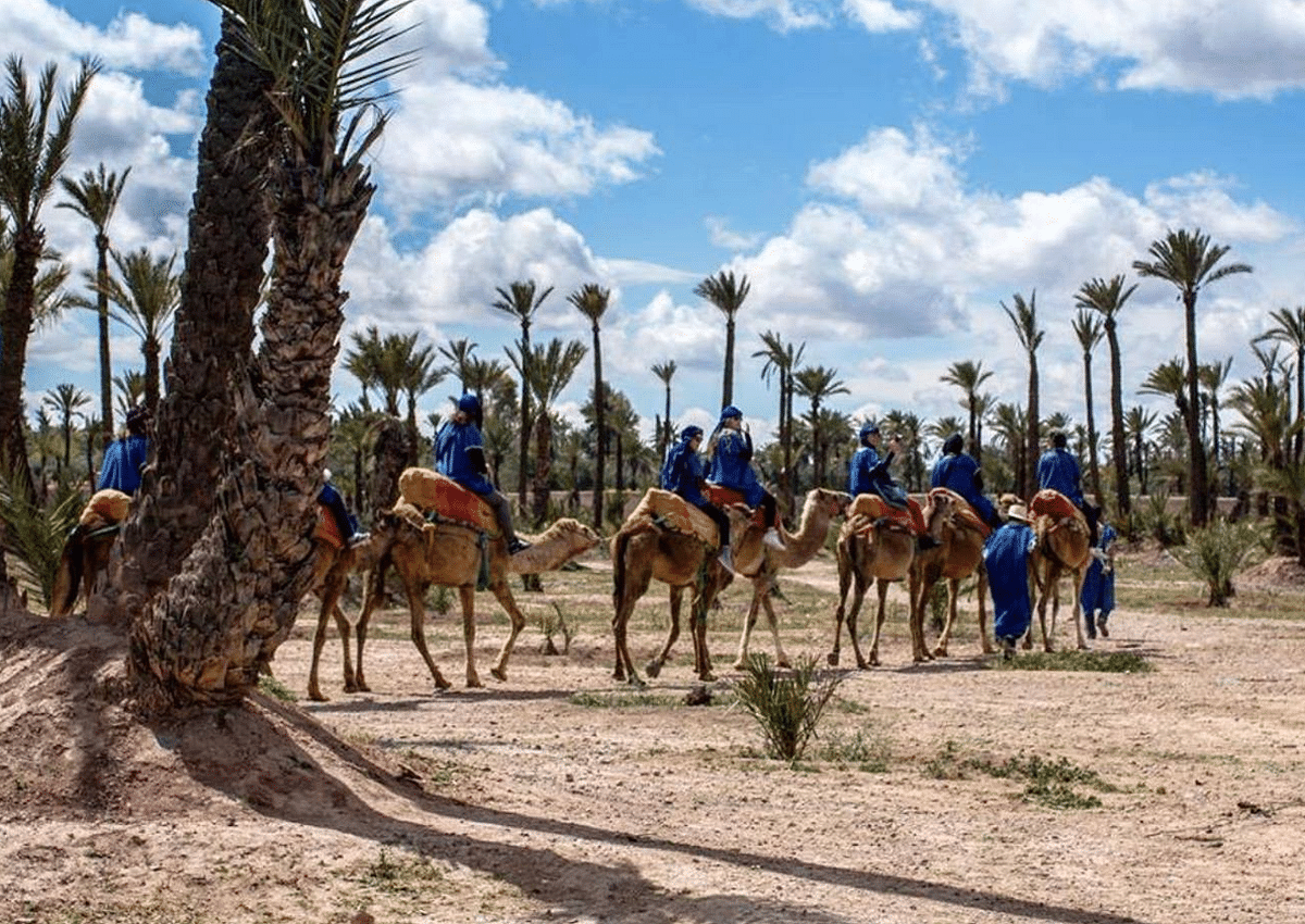 Camel Ride Experience in Marrakech Palmeraie