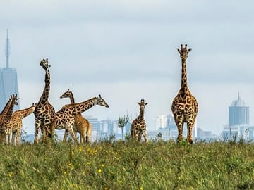 Private Game Drive at Nairobi National Park with Transfer