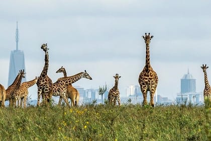 Nairobi National Park Private Game Drive and Transfer
