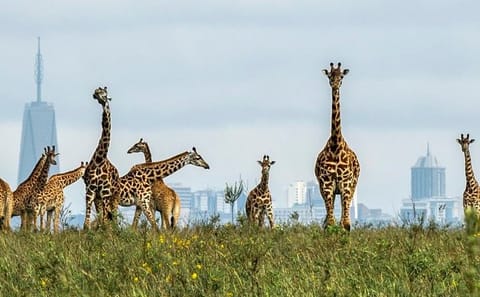 Private Game Drive at Nairobi National Park with Transfer