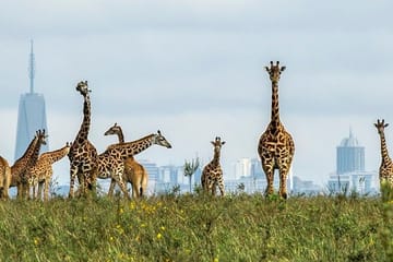 Private Game Drive at Nairobi National Park with Transfer