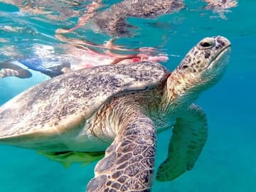 Private Full-Day Snorkeling Experience at Abu Dabab Beach