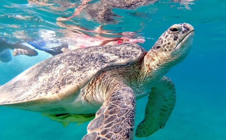 Private Full-Day Snorkeling Experience at Abu Dabab Beach