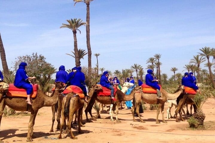 Marrakech Desert Camel Ride
