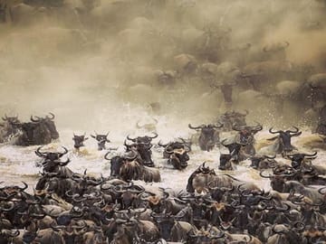 The Great Migration Safari