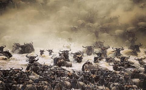 The Great Migration Safari