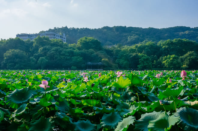 All-Inclusive Private Day Tour to Lotus Hill and Shawan Old Town from Guangzhou 4