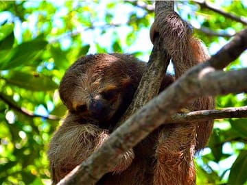 Learn about the sloths
