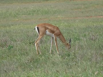 2 Days, 1 Night Tsavo East Safari - Expedition Happy Hour - Tsavo East - Diani - Viator - Tripadvisor - Best thing to do in