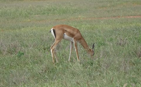2 Days, 1 Night – Tsavo East National Park Safari